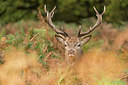 BUITEN BEELD Foto: 261022