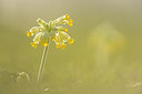 BUITEN BEELD Foto: 261042