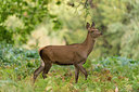 BUITEN BEELD Foto: 261055