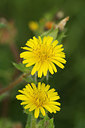 BUITEN BEELD Foto: 261115