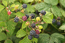 BUITEN BEELD Foto: 261121