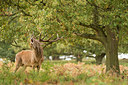 BUITEN BEELD Foto: 261129