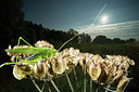 BUITEN BEELD Foto: 261131