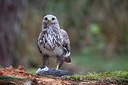 BUITEN BEELD Foto: 261156