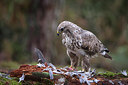 BUITEN BEELD Foto: 261157