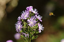 BUITEN BEELD Foto: 261239
