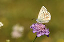 BUITEN BEELD Foto: 261261
