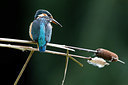 BUITEN BEELD Foto: 261319