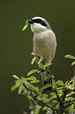 BUITEN BEELD Foto: 261326