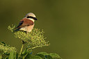 BUITEN BEELD Foto: 261330