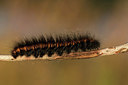BUITEN BEELD Foto: 261333