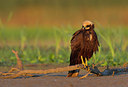 BUITEN BEELD Foto: 261337