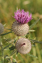 BUITEN BEELD Foto: 261502