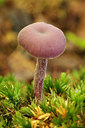 BUITEN BEELD Foto: 261701