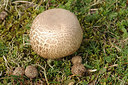 BUITEN BEELD Foto: 261703