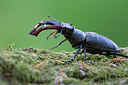 BUITEN BEELD Foto: 261721