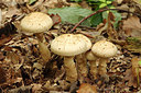 BUITEN BEELD Foto: 261732