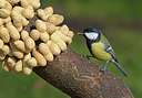 BUITEN BEELD Foto: 261752