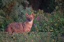 BUITEN BEELD Foto: 261840
