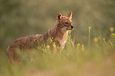 BUITEN BEELD Foto: 261841