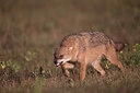 BUITEN BEELD Foto: 261843