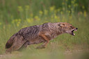 BUITEN BEELD Foto: 261845