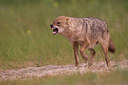 BUITEN BEELD Foto: 261853