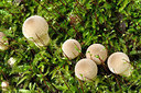 BUITEN BEELD Foto: 261873