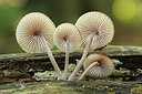 BUITEN BEELD Foto: 261875
