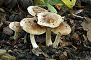 BUITEN BEELD Foto: 261883