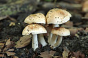 BUITEN BEELD Foto: 261884