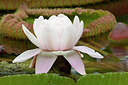 BUITEN BEELD Foto: 262056
