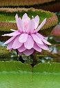 BUITEN BEELD Foto: 262079