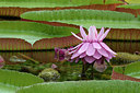 BUITEN BEELD Foto: 262100