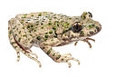 BUITEN BEELD Foto: 262175