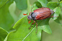 BUITEN BEELD Foto: 262207