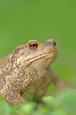 BUITEN BEELD Foto: 262222