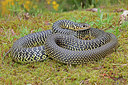 BUITEN BEELD Foto: 262226