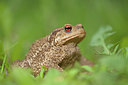 BUITEN BEELD Foto: 262229