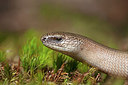 BUITEN BEELD Foto: 262255