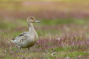 BUITEN BEELD Foto: 262282
