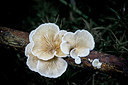 BUITEN BEELD Foto: 262524