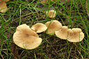 BUITEN BEELD Foto: 262541