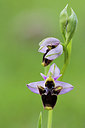 BUITEN BEELD Foto: 262566