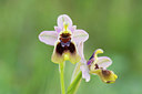 BUITEN BEELD Foto: 262625