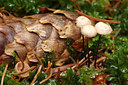 BUITEN BEELD Foto: 262685