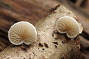 BUITEN BEELD Foto: 262710