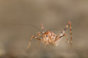 BUITEN BEELD Foto: 262714