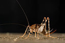 BUITEN BEELD Foto: 262727
