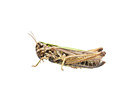 BUITEN BEELD Foto: 262733